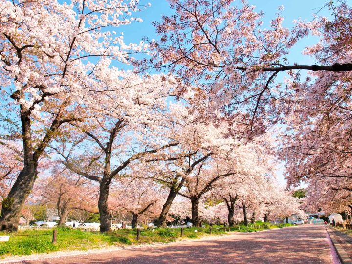 【大阪】日本最高摩天輪俯瞰櫻花海！萬博紀念公園「SAKURA EXPO 2025」3月20日登場