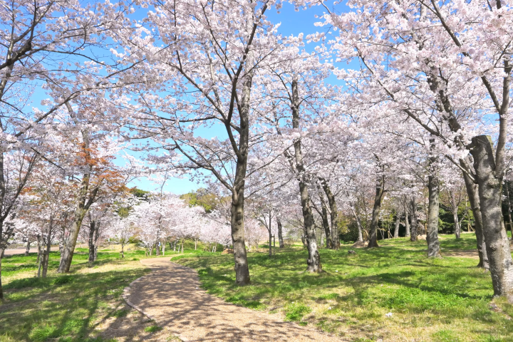【大阪】日本最高摩天輪俯瞰櫻花海！萬博紀念公園「SAKURA EXPO 2025」3月20日登場