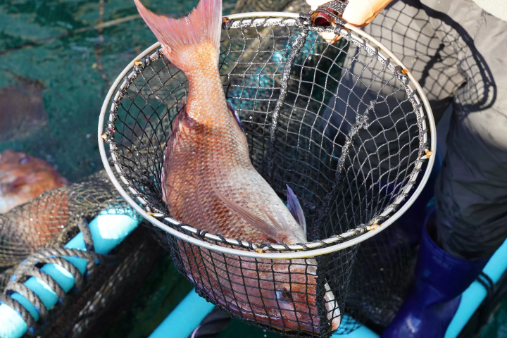 Enjoy activities in Nobeoka! Introducing ways to enjoy your trip to Miyazaki at a great price and in a convenient way