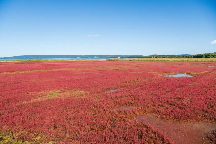 ข้อมูลท่องเที่ยวฮอกไกโดอะบาชิริ เดือนกันยายน/ตุลาคม: หญ้าปะการัง ทุ่งดอกไม้ ดอกคอสมอส ดอกทานตะวัน พายเรือคายัค
