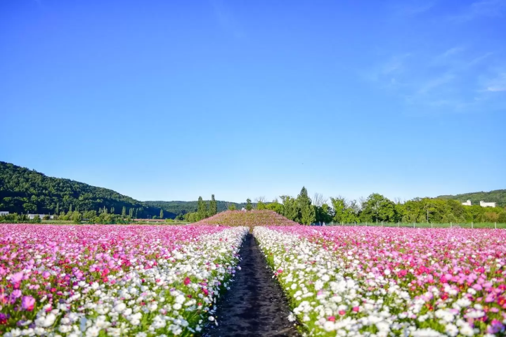 ข้อมูลท่องเที่ยวฮอกไกโดอะบาชิริ เดือนกันยายน/ตุลาคม: หญ้าปะการัง ทุ่งดอกไม้ ดอกคอสมอส ดอกทานตะวัน พายเรือคายัค