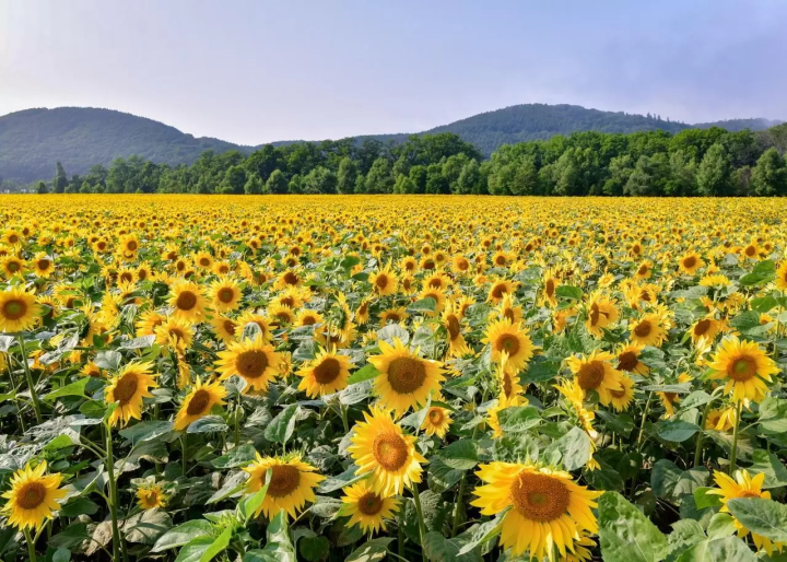 ข้อมูลท่องเที่ยวฮอกไกโดอะบาชิริ เดือนกันยายน/ตุลาคม: หญ้าปะการัง ทุ่งดอกไม้ ดอกคอสมอส ดอกทานตะวัน พายเรือคายัค