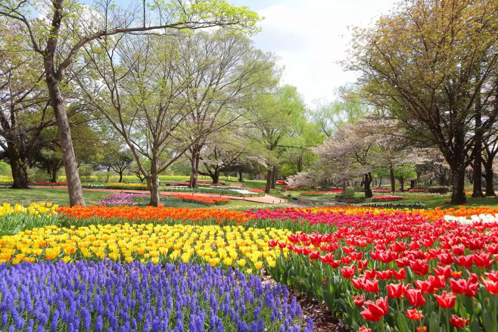 Flower Festival 2025