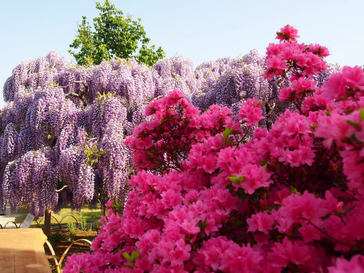 Ashikaga Flower Park 'Wisteria Story: Great Wisteria Festival 2025'