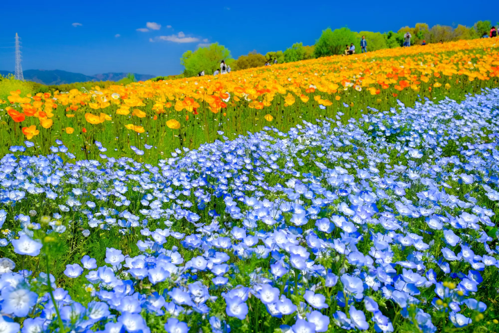 万博記念公園 ポピー・ネモフィラフェスタ