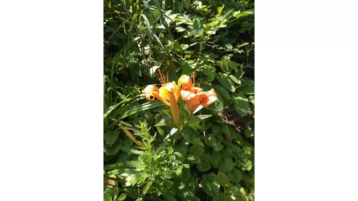 [เส้นทาง Michinoku Sea Breeze] ฉันได้เข้าร่วม "Double Cliff Challenge Tour" ที่ หมู่บ้านทาโนฮาตะ จังหวัดอิวาเตะ