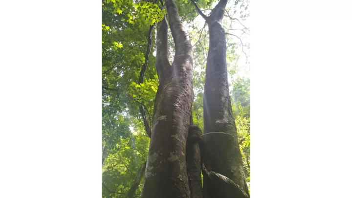 [เส้นทาง Michinoku Sea Breeze] ฉันได้เข้าร่วม "Double Cliff Challenge Tour" ที่ หมู่บ้านทาโนฮาตะ จังหวัดอิวาเตะ