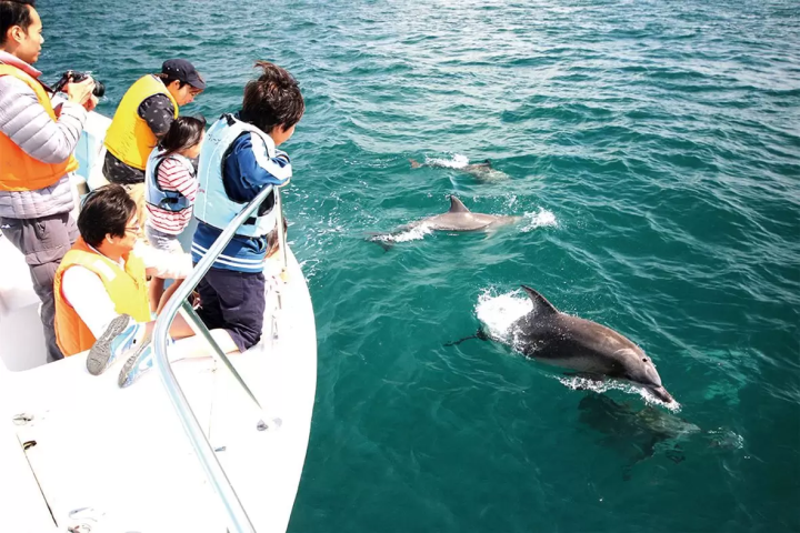 从阿苏熊本机场出发！天草2天1夜岛屿之旅（世界遗产、海豚观赏）