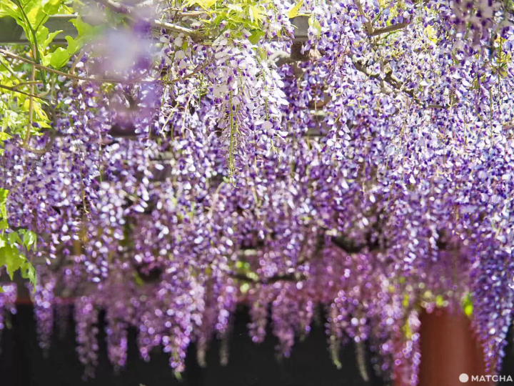 日枝神社の藤の花