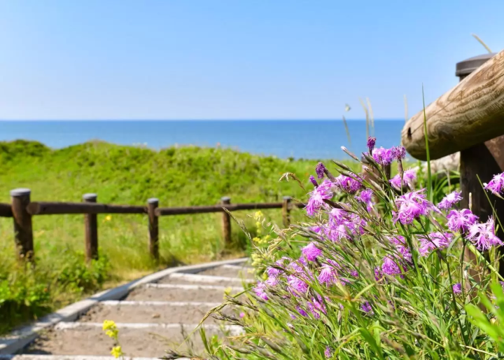 Hokkaido Abashiri July tourist information: Koshimizu Wild Flower Park, flower fields, sunflowers, cycling