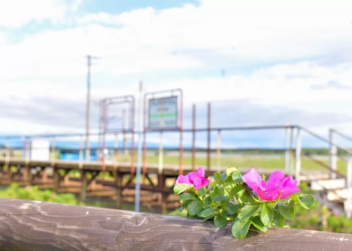 Hokkaido Abashiri July tourist information: Koshimizu Wild Flower Park, flower fields, sunflowers, cycling