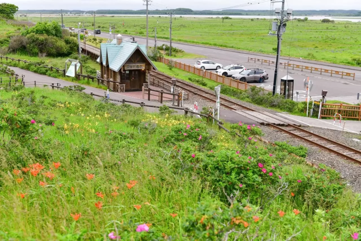Hokkaido Abashiri July tourist information: Koshimizu Wild Flower Park, flower fields, sunflowers, cycling