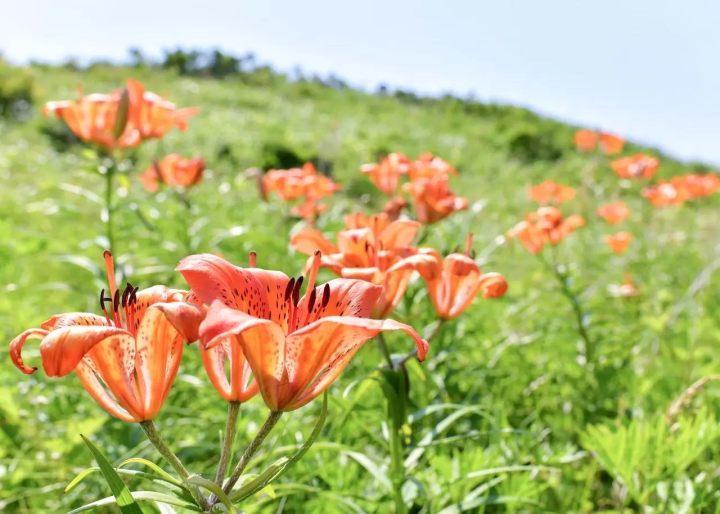 Hokkaido Abashiri July tourist information: Koshimizu Wild Flower Park, flower fields, sunflowers, cycling