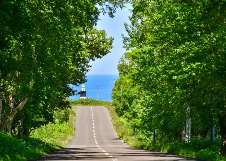 Hokkaido Abashiri July tourist information: Koshimizu Wild Flower Park, flower fields, sunflowers, cycling