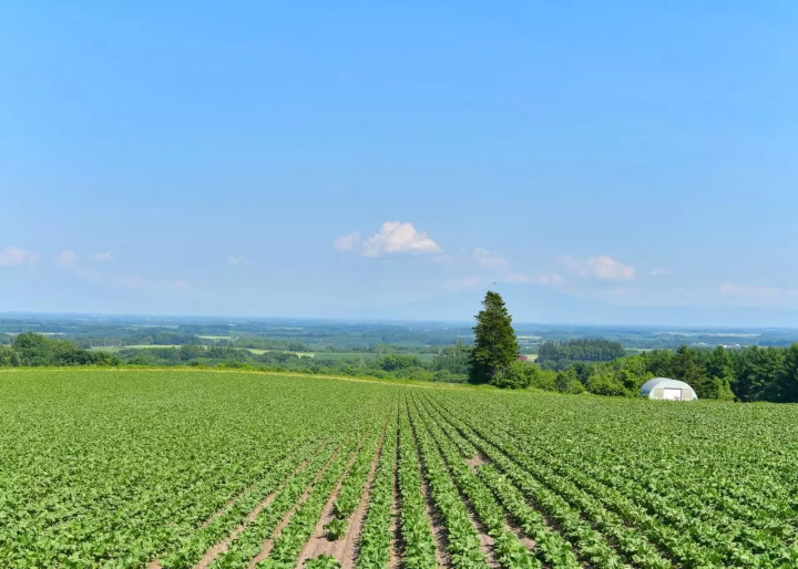 Hokkaido Abashiri July tourist information: Koshimizu Wild Flower Park, flower fields, sunflowers, cycling