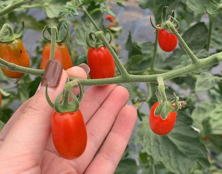 Hokkaido Abashiri July tourist information: Koshimizu Wild Flower Park, flower fields, sunflowers, cycling