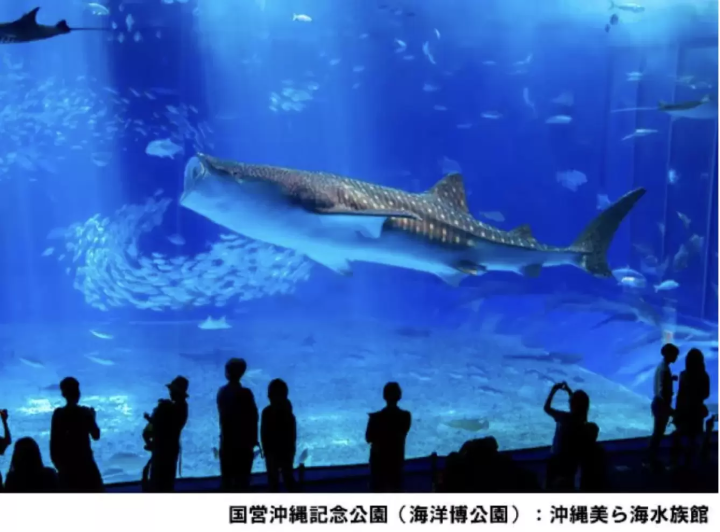 美ら海水族館