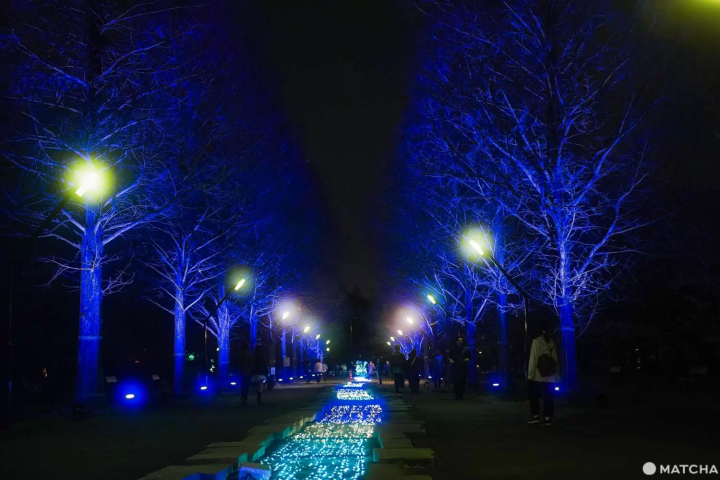 瑠璃色の並木（メタセコイア・流れ）