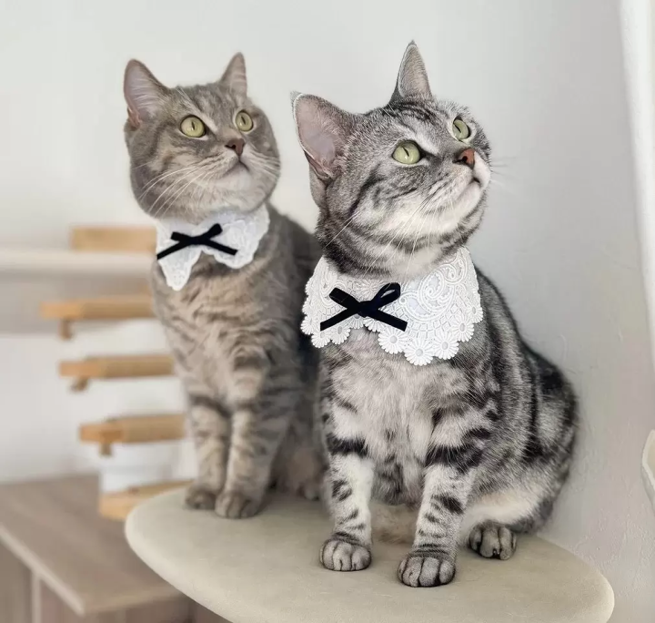 Nyanko Expo 2025 Osaka