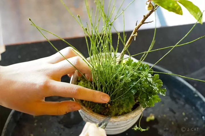 Ikebana and Bonsai: 10 Cultural Experiences for Nature Enthusiasts