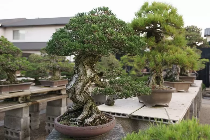 Bonsai in Takamatsu