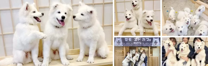 【東京・原宿】サモエドカフェ