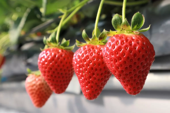 ⇒ 【水果王国】冈山草莓采摘体验+招财猫绘画体验一日游<br>