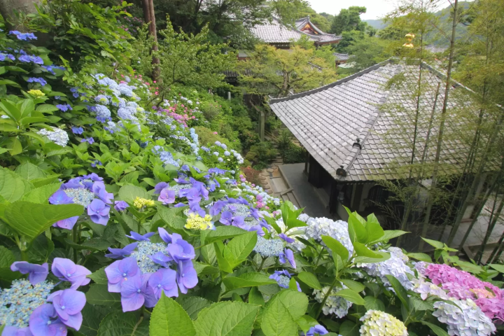 暢遊繡球花聖地「鎌倉長谷寺」小秘訣！網路預約入場更快速