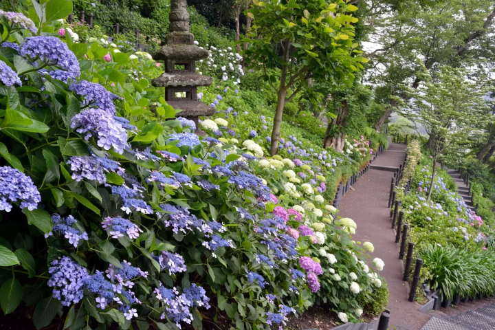 暢遊繡球花聖地「鎌倉長谷寺」小秘訣！網路預約入場更快速