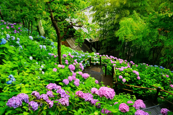 暢遊繡球花聖地「鎌倉長谷寺」小秘訣！網路預約入場更快速