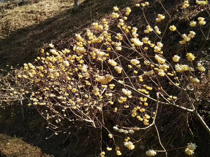 四季桜と和紙のまち「小原」の魅力を紹介①