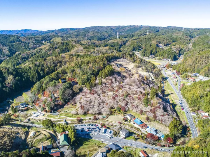 四季桜と和紙のまち「小原」の魅力を紹介①