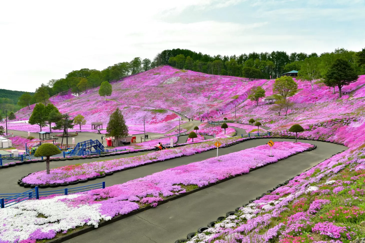 北海道網走 5 月/6 月旅遊資訊：石竹、鯨魚、大閘蟹、騎自行車