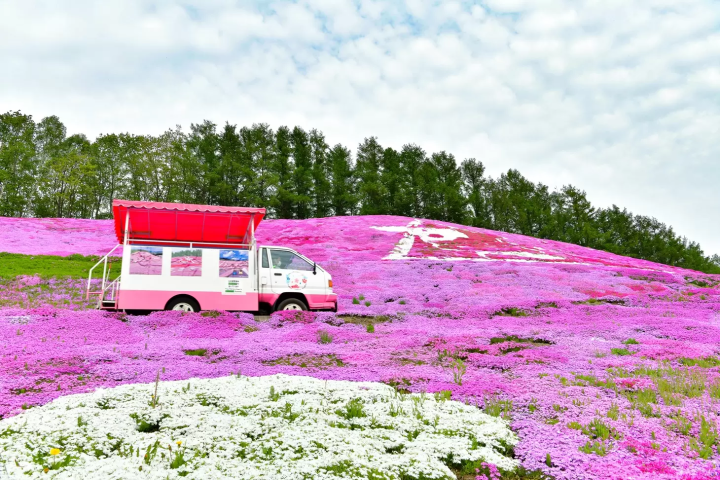 北海道網走 5 月/6 月旅遊資訊：石竹、鯨魚、大閘蟹、騎自行車