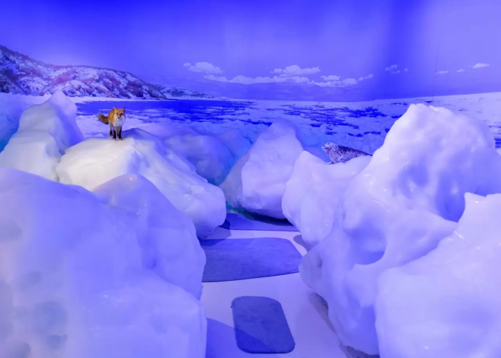 北海道網走 5 月/6 月旅遊資訊：石竹、鯨魚、大閘蟹、騎自行車