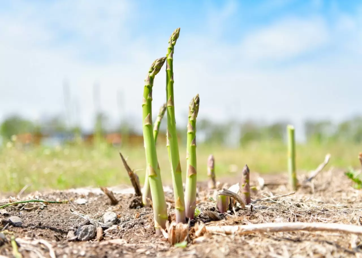 北海道網走 5 月/6 月旅遊資訊：石竹、鯨魚、大閘蟹、騎自行車