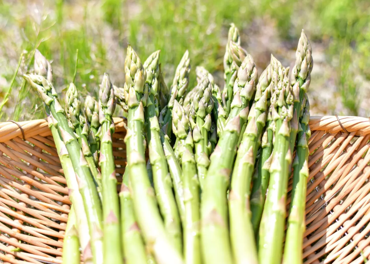 北海道網走 5 月/6 月旅遊資訊：石竹、鯨魚、大閘蟹、騎自行車