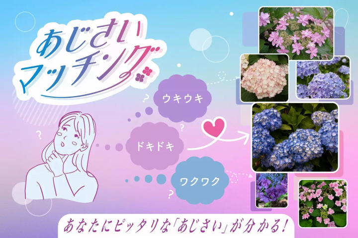 Mishima Skywalk Hydrangea Festival 2024: Mt. Fuji Views and Vibrant Blooms