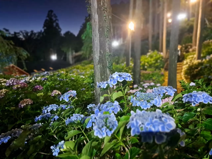 Mishima Skywalk Hydrangea Festival 2024: Mt. Fuji Views and Vibrant Blooms