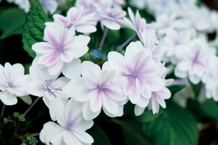 Mishima Skywalk Hydrangea Festival 2024: Mt. Fuji Views and Vibrant Blooms