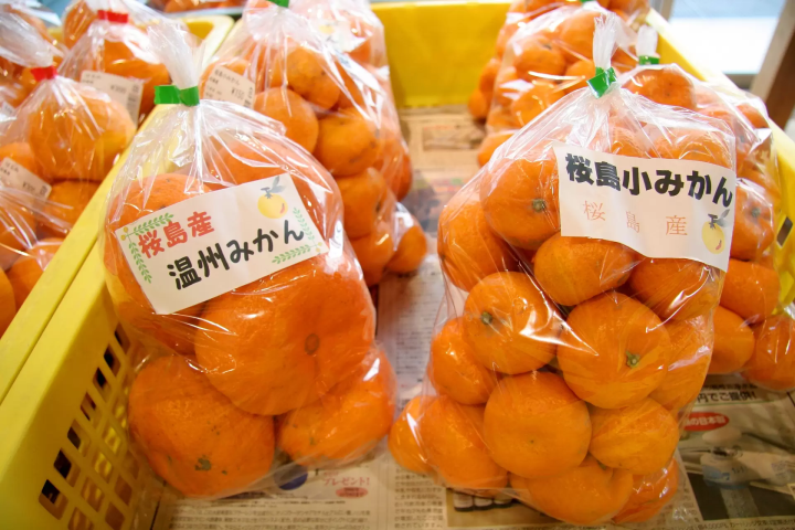 Sakurajima Small Mikan