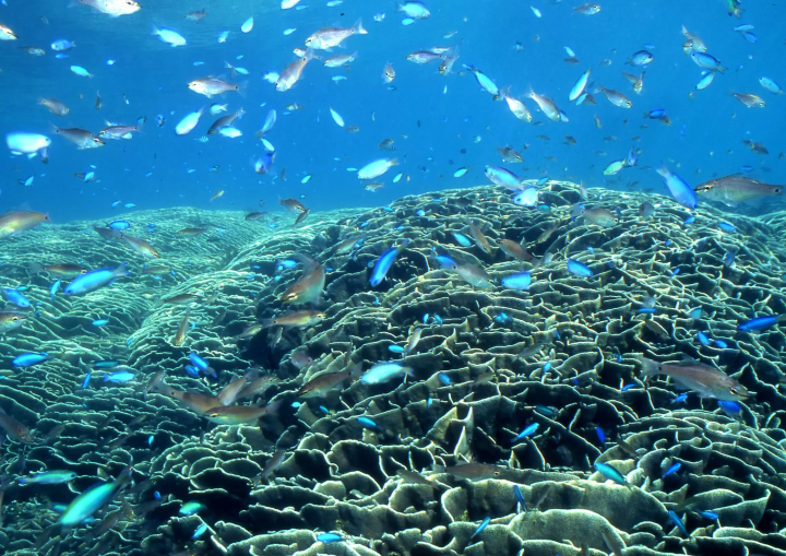 [土佐清水市高知县清水市 ] 不穿泳衣也能玩得开心！龙串海特辑