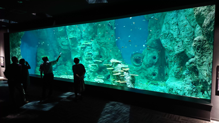 [土佐清水市高知县清水市 ] 不穿泳衣也能玩得开心！龙串海特辑