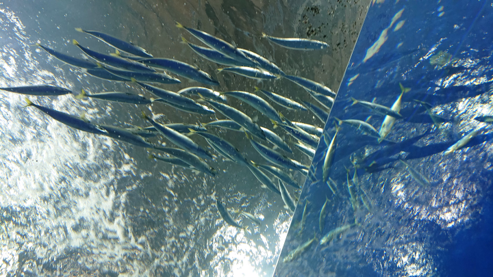 [土佐清水市高知县清水市 ] 不穿泳衣也能玩得开心！龙串海特辑