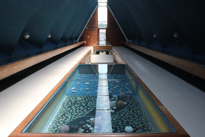 [土佐清水市高知县清水市 ] 不穿泳衣也能玩得开心！龙串海特辑