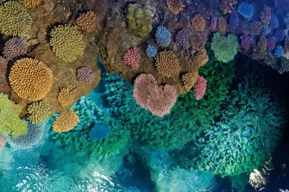 [Osaka] Sheraton Miyako Hotel Osaka will be hosting a collaborative afternoon tea with Kaiyukan