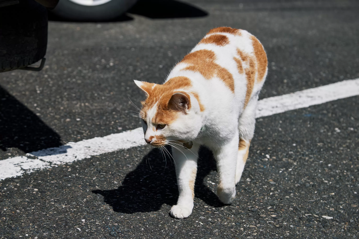 【三重县御浜町熊野三重县古道】与大自然融为一体的周末悠闲之旅