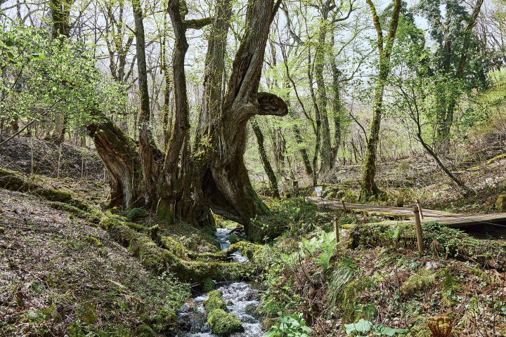 【兵库县高原】但马牛肉BBQ和绝美火山景观！体验五感愉悦的2日游