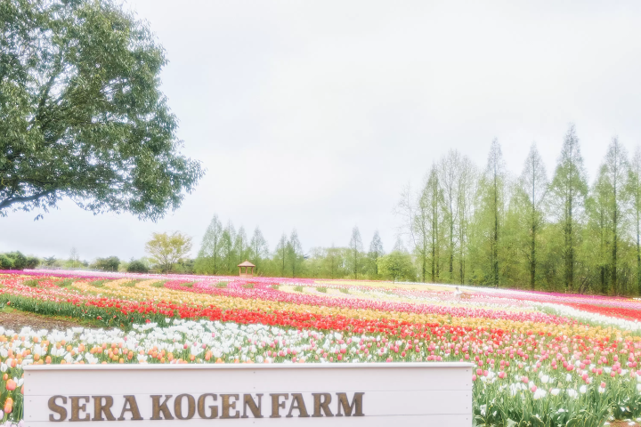 【广岛县世罗町】体验电影里的主人公！邂逅鲜花、茶与神秘的悠闲之旅