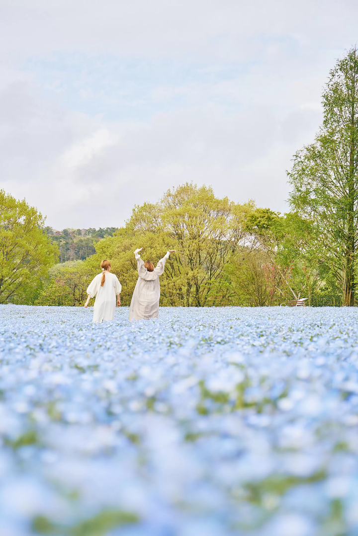 【广岛县世罗町】体验电影里的主人公！邂逅鲜花、茶与神秘的悠闲之旅